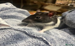 Rat rodents for sale: Two male rats approx 8 months old - Image 3