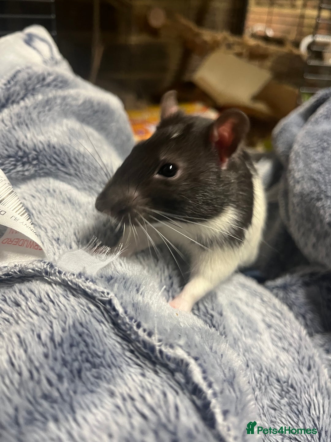Rat rodents for sale: Two male rats approx 8 months old - Image 3