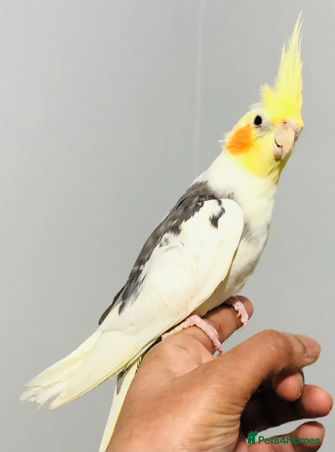 Cockatiels birds for sale: Beautiful hand tamed cockatiel for sale. - Advert 1