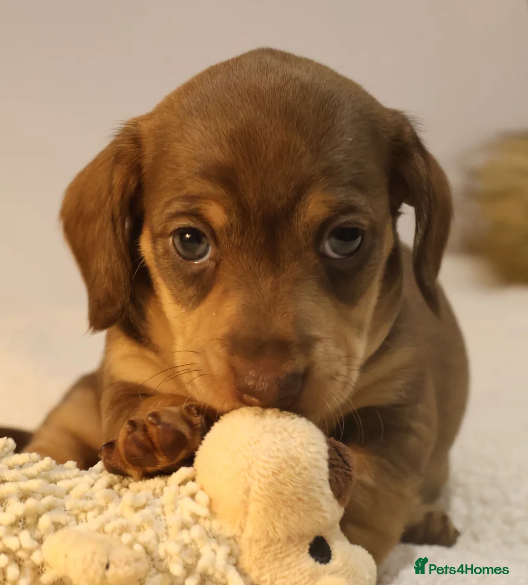 Miniature Dachshund dogs for sale: 5*Licensed+KC+PRAclear+VETchecked+Chocolate&Cream - Advert 31