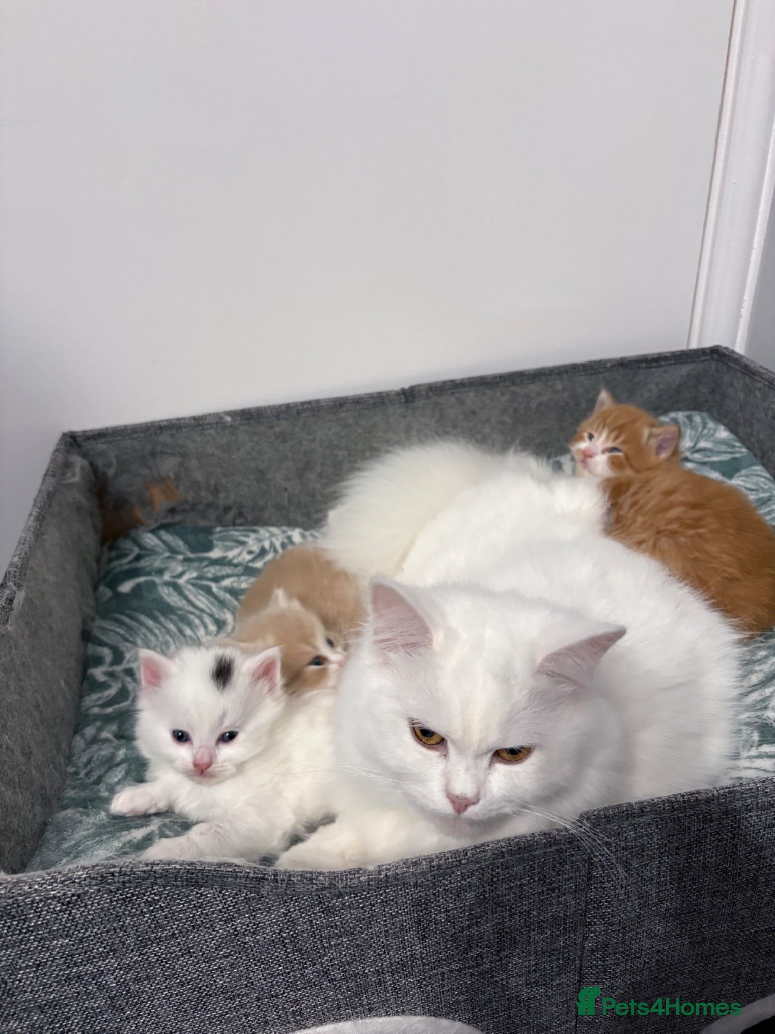 British Longhair cats British long hair crossed chunky kittens - Advert 7