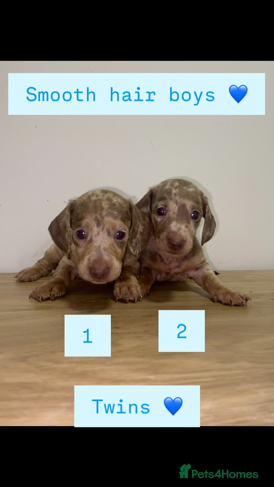 Miniature Dachshund dogs for sale: Miniature dachshund puppies🥰 - Advert 12