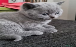 British Shorthair cats for sale: 3 BEAUTIFUL BSH KITTENS FOR SALE 2 Blue 1 Lilac - Image 7