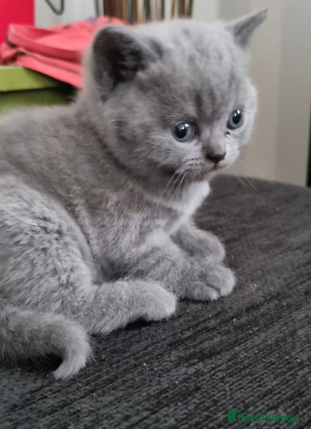 British Shorthair cats for sale: 3 BEAUTIFUL BSH KITTENS FOR SALE 2 Blue 1 Lilac - Image 7