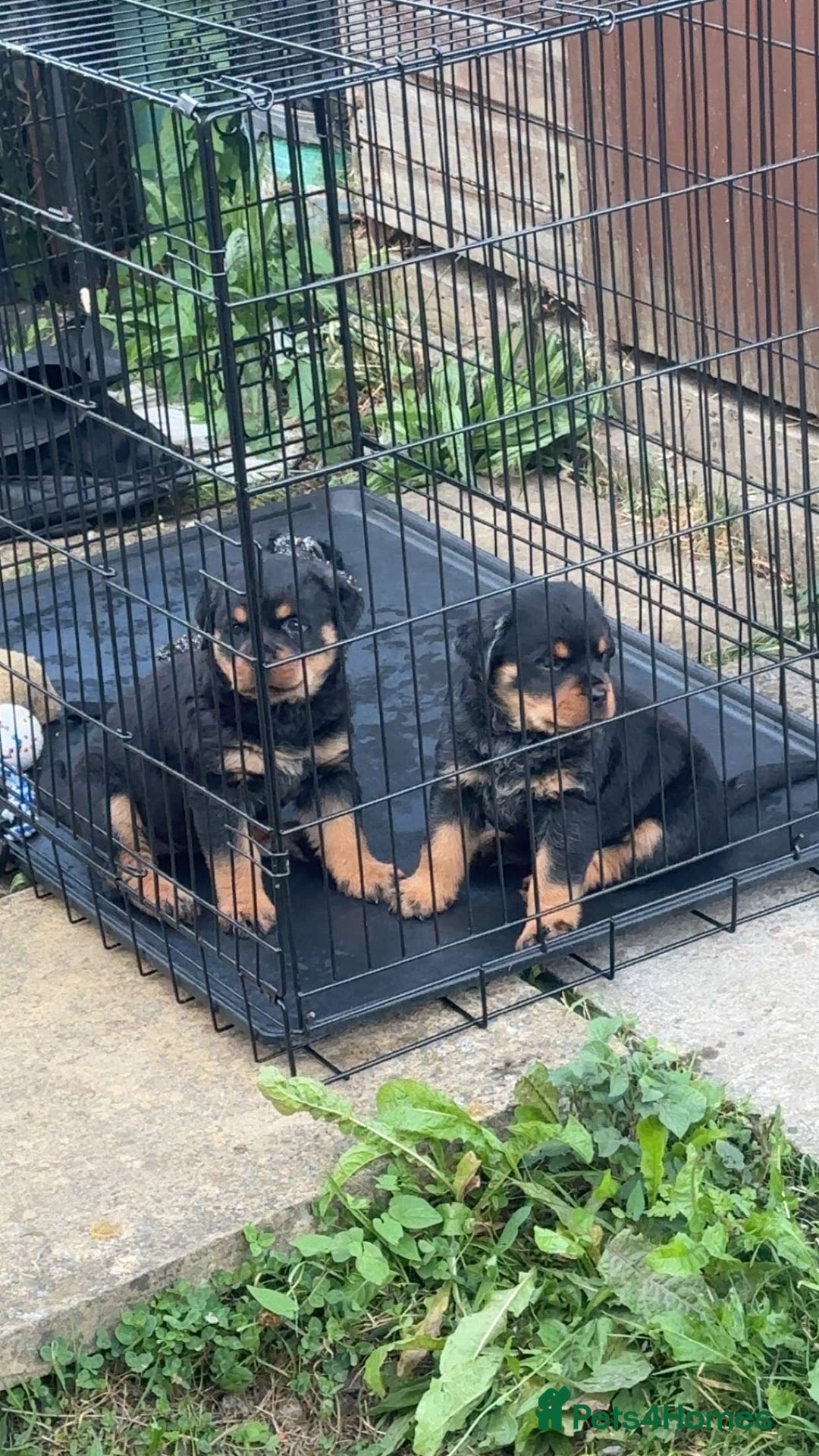 Rottweiler dogs for sale: Female Rottweiler pup for sale  - Image 1