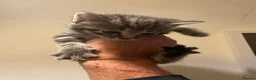 Mixed Breed cats for sale: Tabby/Tortoiseshell & Tabby/Cross Ragdoll Kittens - Advert 7