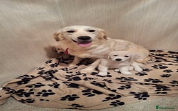 Golden Retriever dogs for sale: Kc, health tested, show type, golden retrievers. - Advert 15