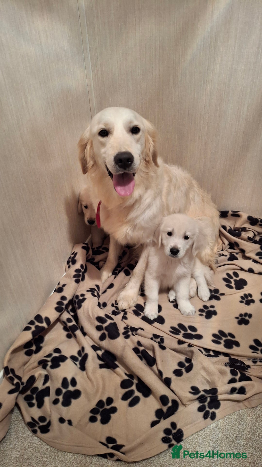 Golden Retriever dogs for sale: Kc, health tested, show type, golden retrievers. - Advert 15