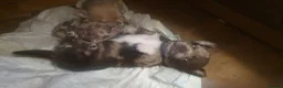 Chihuahua dogs for sale: Stunning chihuahuas  - Advert 5
