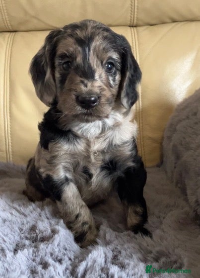 Cockapoo dogs Beautiful Cockapoo babys ready for new adventures. - Advert 3