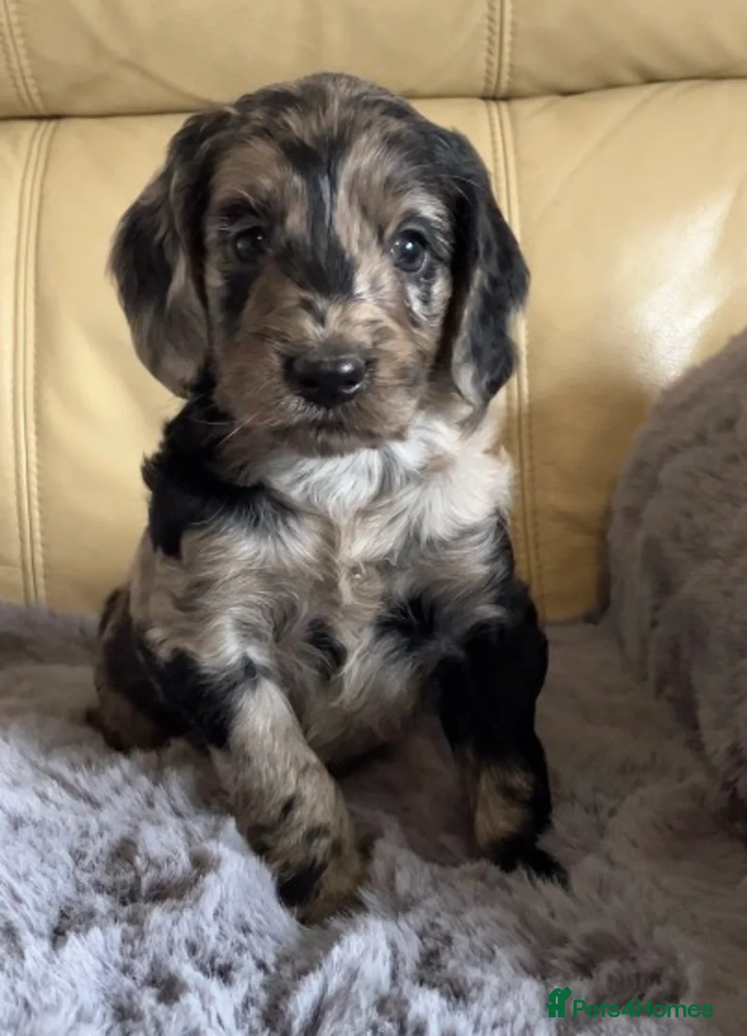 Cockapoo dogs for sale: Beautiful Cockapoo babys ready for new adventures. - Advert 1