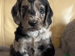 Cockapoo dogs Beautiful Cockapoo babys ready for new adventures. - Advert 3