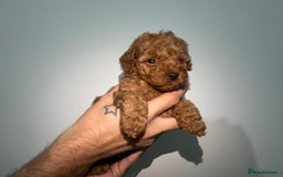 Miniature Poodle dogs for sale: 🐩 Outstanding Deep Red Miniature Poodle Puppies  - Image 10