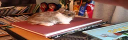 Netherland Dwarf rabbits for sale: Broken netherland dwarf buck - Advert 1