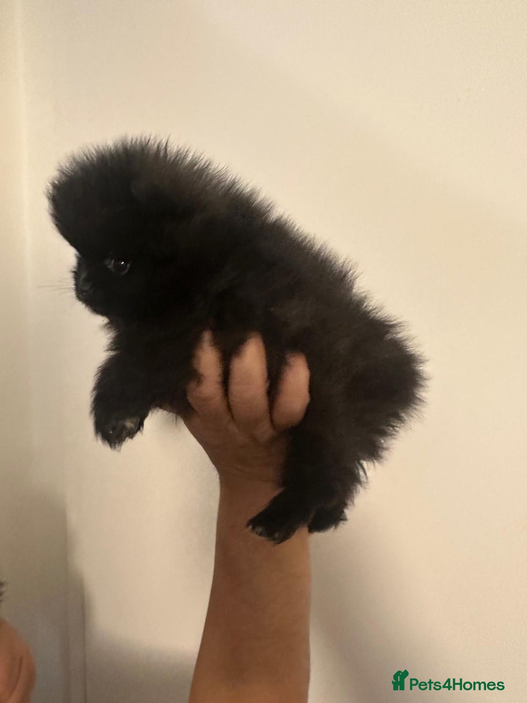 Pomeranian dogs for sale: Pomeranian puppies  - Advert 5