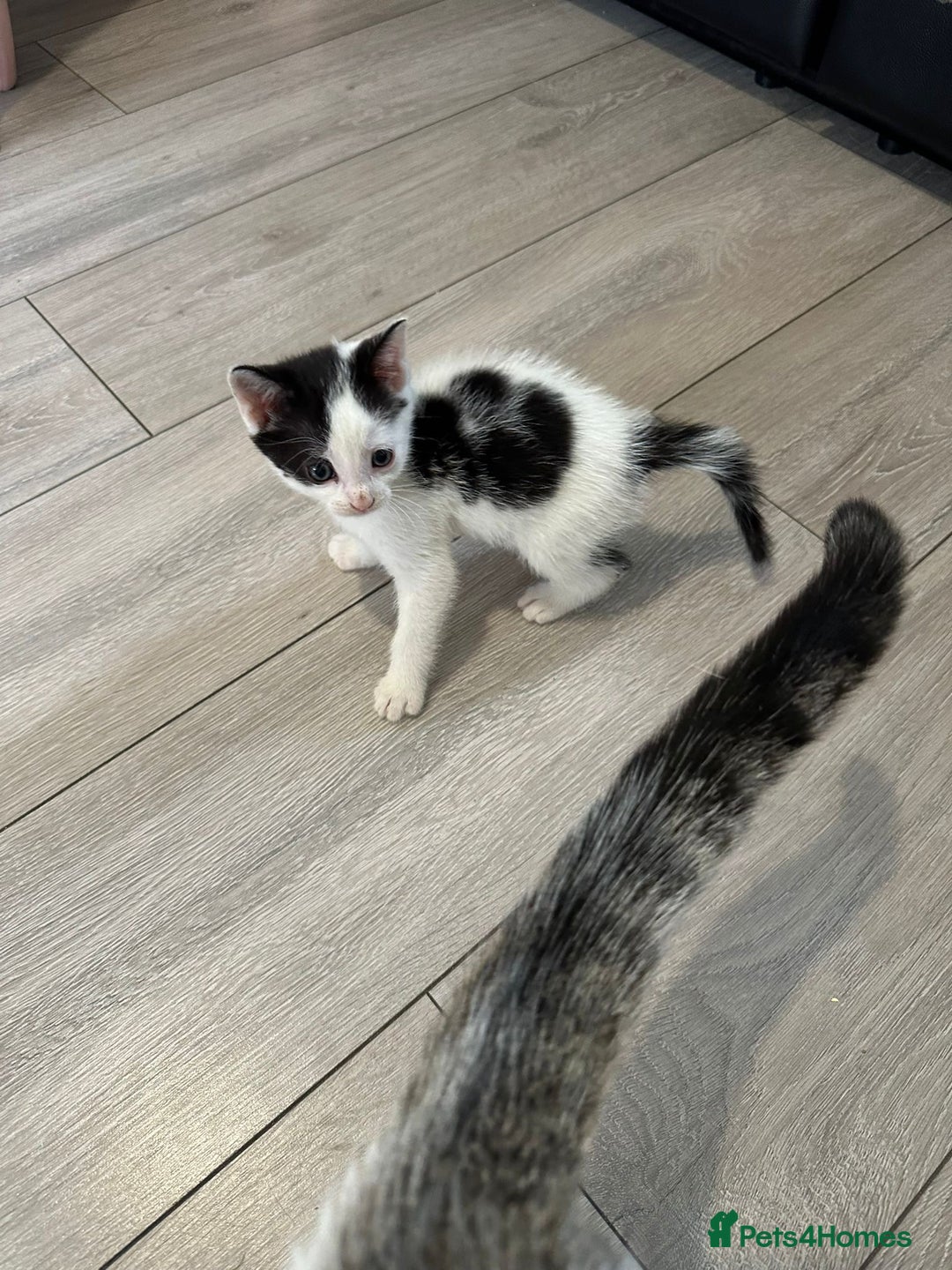 Mixed Breed cats for sale: 5 beautiful kittens  - Image 4