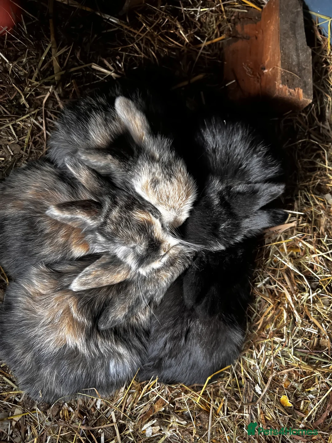 Mini Lop rabbits for sale: mini lop babies  - Advert 1