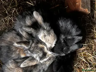 Mini Lop rabbits mini lop babies - Advert 7