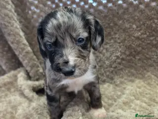 Cocker Spaniel dogs Cockerspaniel pups - Advert 12