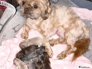 Shih Tzu dogs Exceptional KC Registered Health Tested - Advert 1