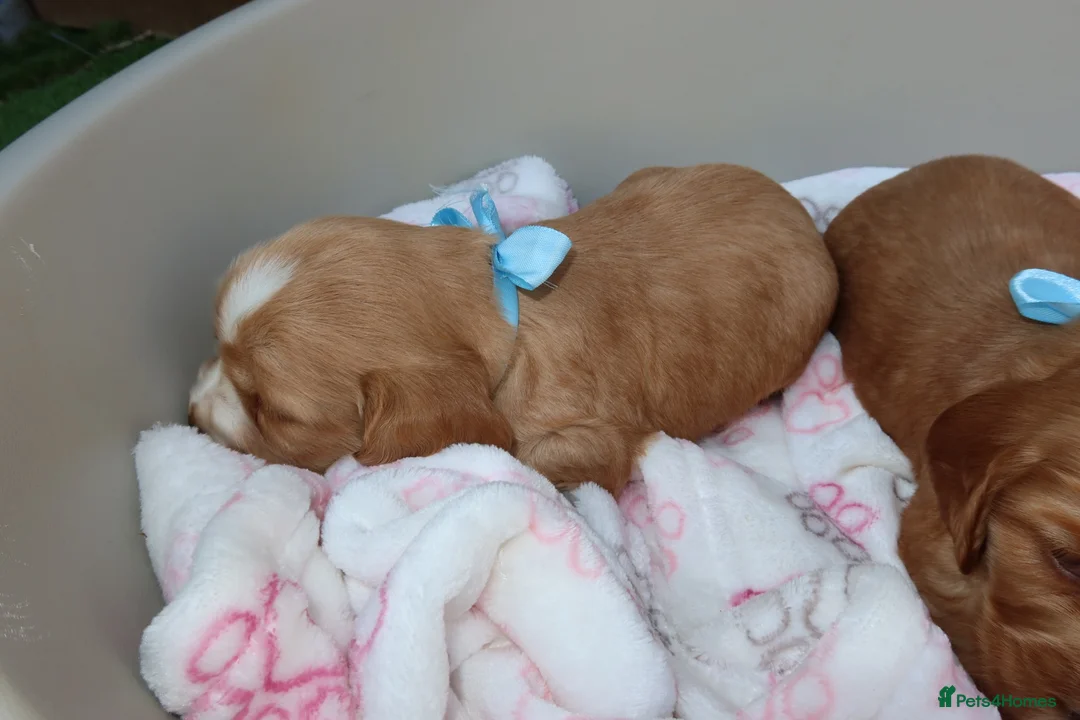 Cocker Spaniel dogs for sale: Ready to leave Beautiful show type cocker puppy’s  - Advert 26