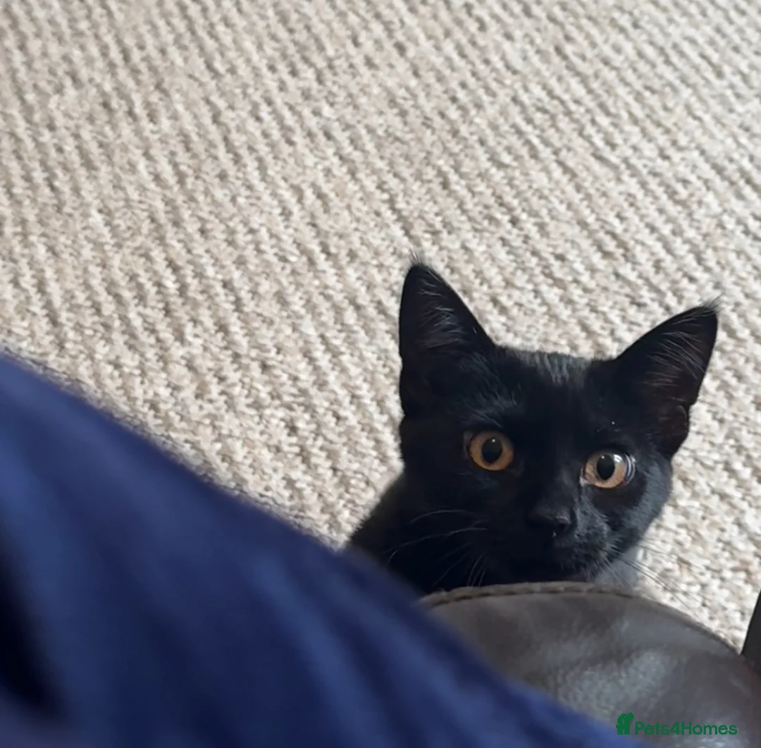 Mixed Breed cats for sale: 6 month old female kitten - Luna - Advert 5