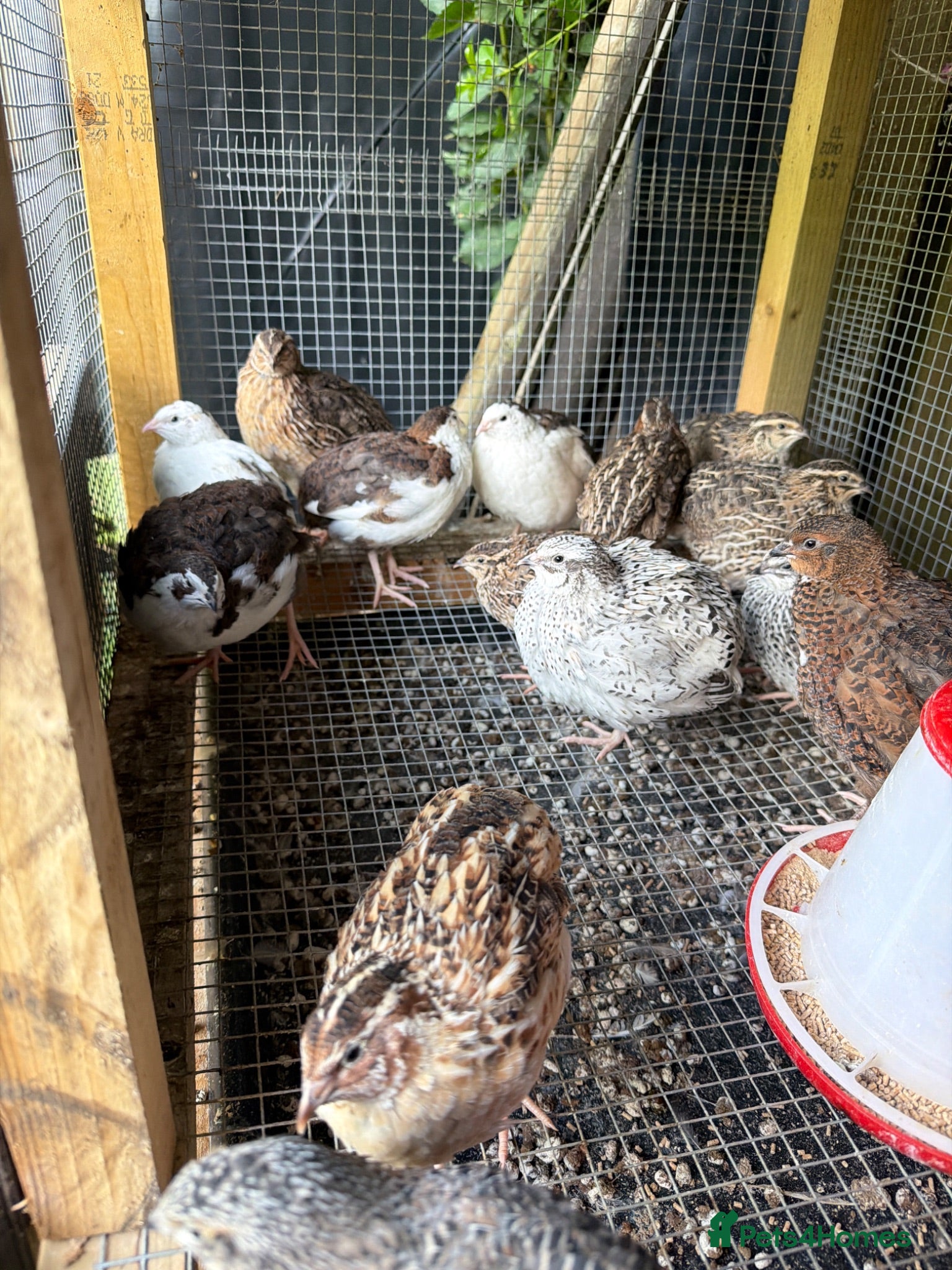 Mixed Breed birds Mixed quail for sale - Advert 2