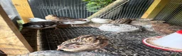 Mixed Breed birds for sale: Mixed quail for sale in Caerphilly - Advert 1