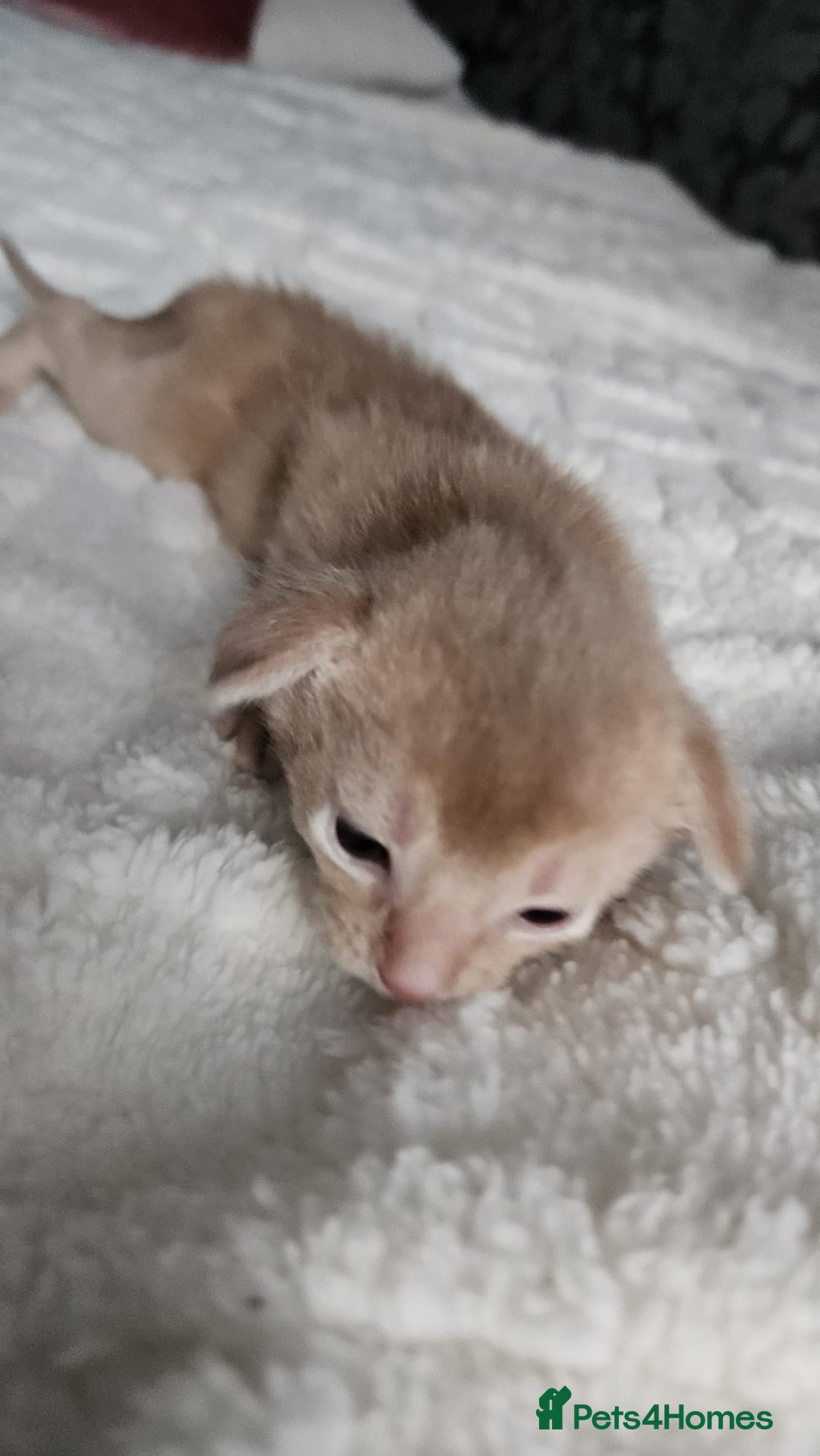 Abyssinian cats for sale: Abyssinian  - Advert 21