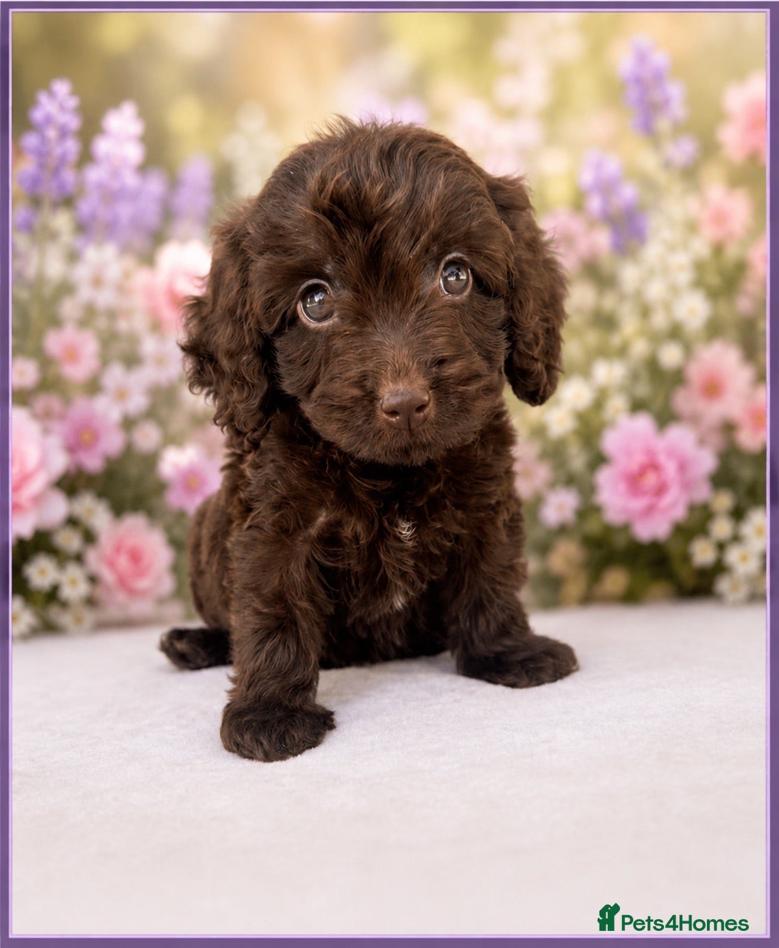 Cockapoo dogs ⚜️STUNNING F1 COCKAPOOS ⚜️ ready to go - Advert 6
