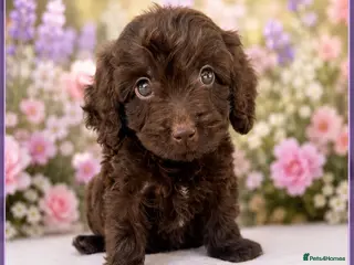 Cockapoo dogs ⚜️STUNNING F1 COCKAPOOS ⚜️ ready to go - Advert 6