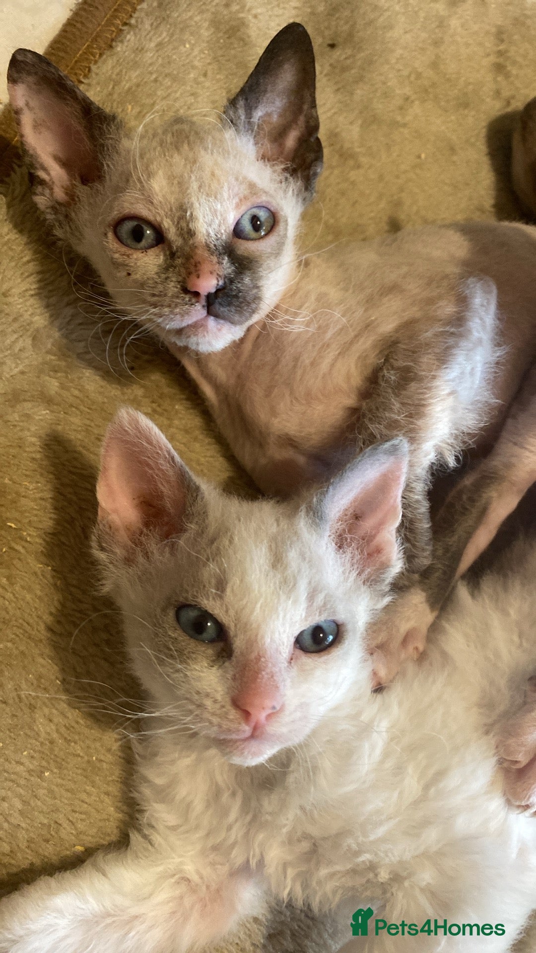 Sphynx cats for sale: Sphynx kittens 😍🥰🥰 - Advert 6
