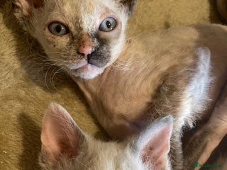 Sphynx cats Sphynx kittens 😍🥰🥰 - Advert 8
