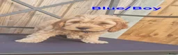 Cockapoo dogs for sale: F1 Cockapoo Puppies - Advert 13