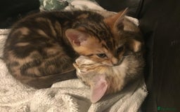 Bengal cats for sale: Cute and fluffy half Bengal kittens  - Image 22