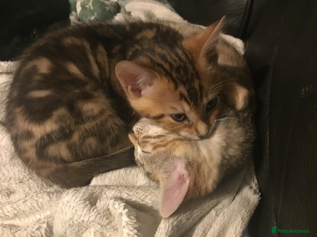 Bengal cats for sale: Cute and fluffy half Bengal kittens  - Image 22