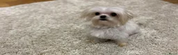 Maltese dogs for sale: Tiny maltese girl 3 years old  - Advert 2