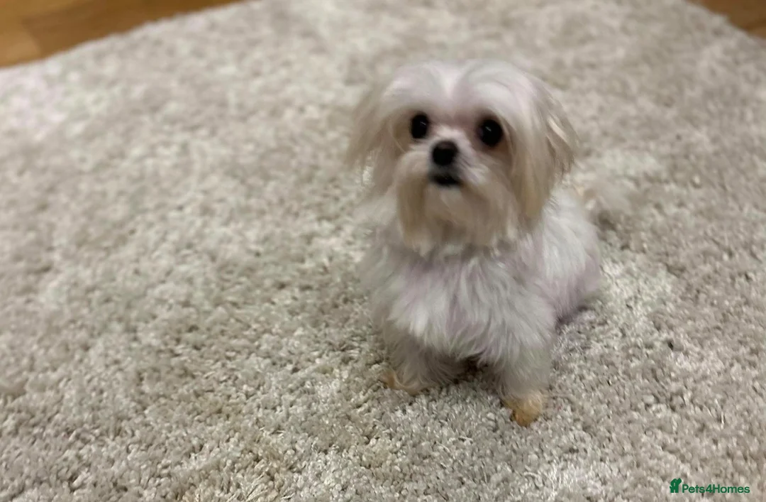Maltese dogs for sale: Tiny maltese girl 3 years old  - Advert 2