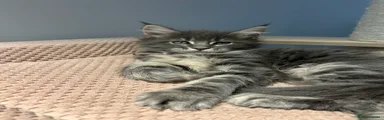 Maine Coon Kitten Blue Classic tabby 💜