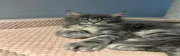 Maine Coon cats for sale: TICA Registered Maine Coon Kittens Available  in Sutton - Advert 30