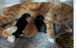 Mixed Breed cats for sale: 10 weeks of beautiful ginger boy kittens - Image 9