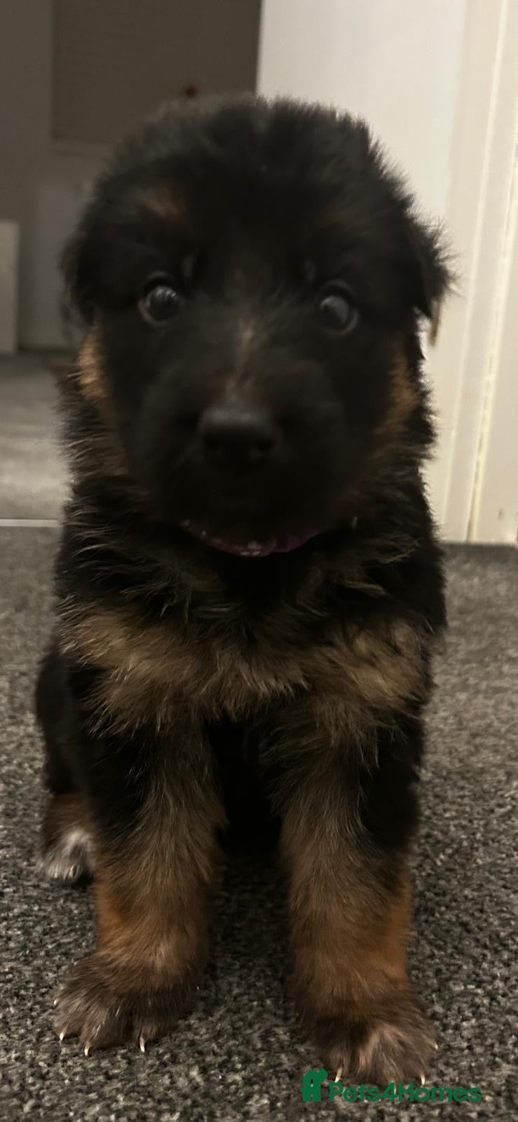 German Shepherd dogs German shepard puppys - Advert 4