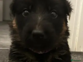 German Shepherd dogs German shepard puppys - Advert 4