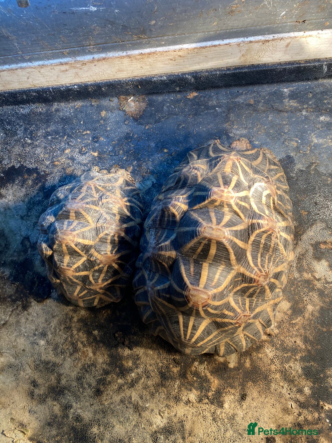 Tortoise reptiles for sale: Indian star back tortoise breeding pair - Advert 5