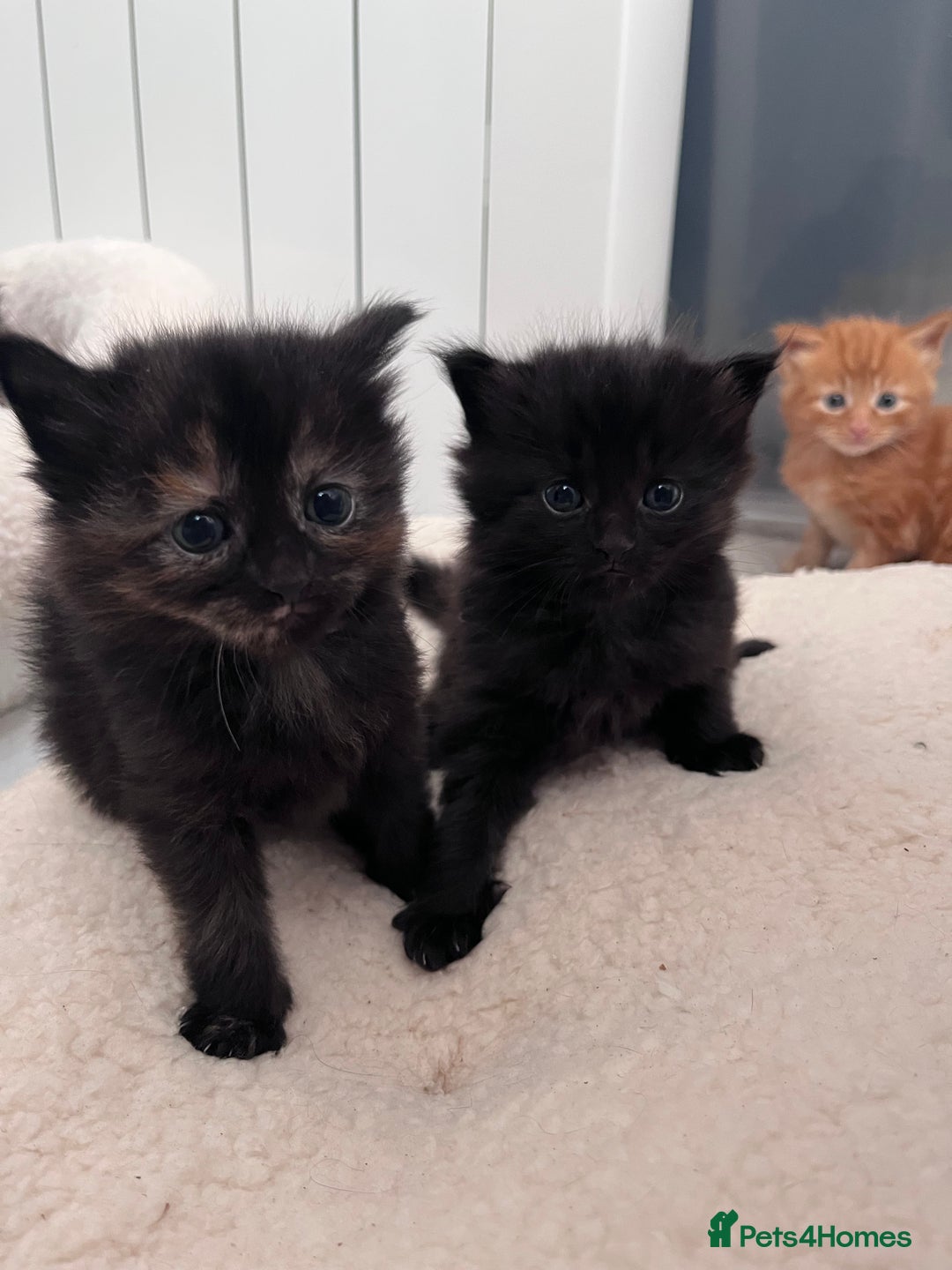 Domestic Shorthair cats for sale: kittens - Image 2