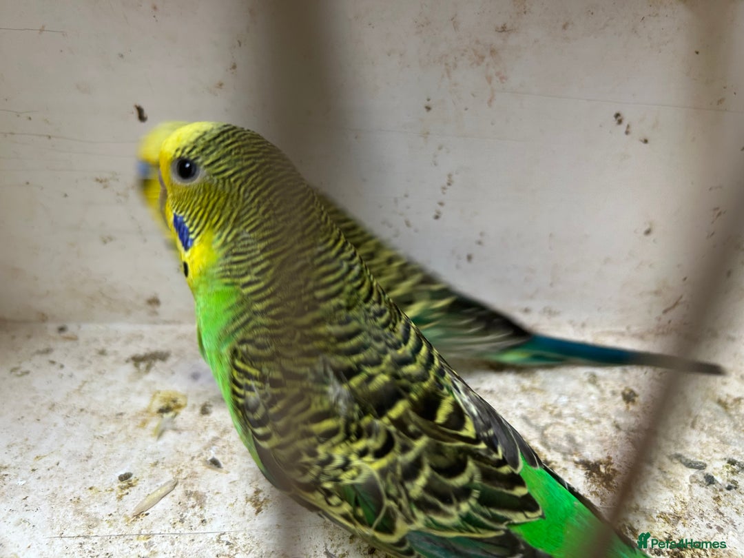 Budgerigars birds for sale: BUDGIES FOR SALE, all in good health - Image 11
