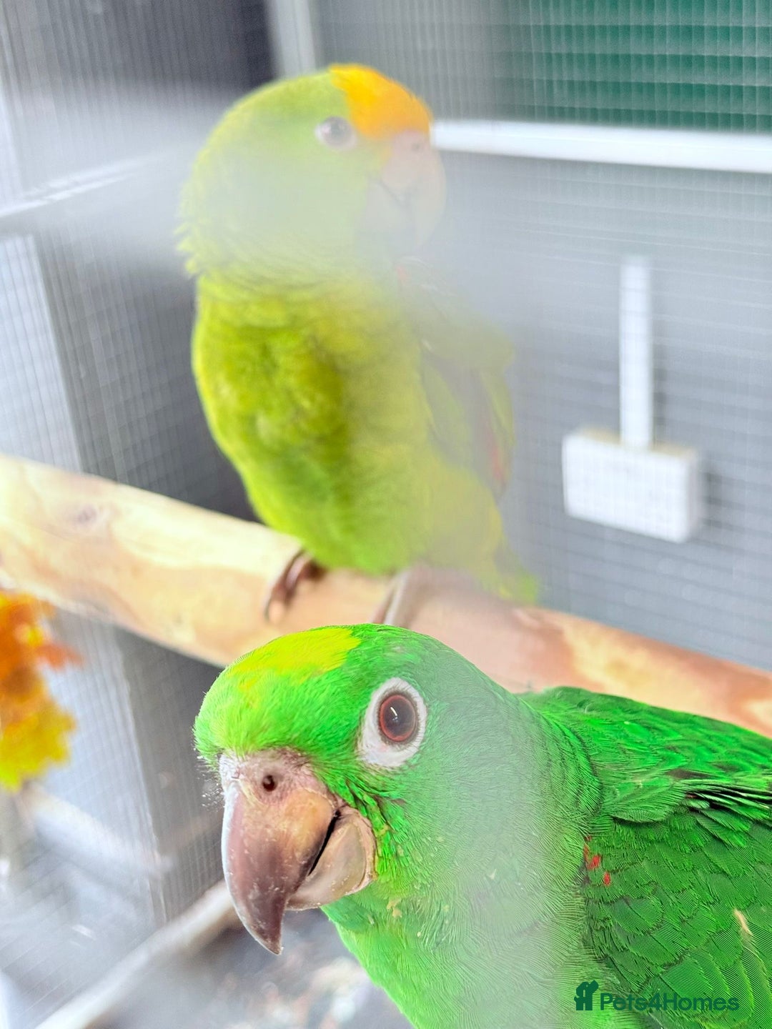Parrots birds for sale: Parrots  - Image 12