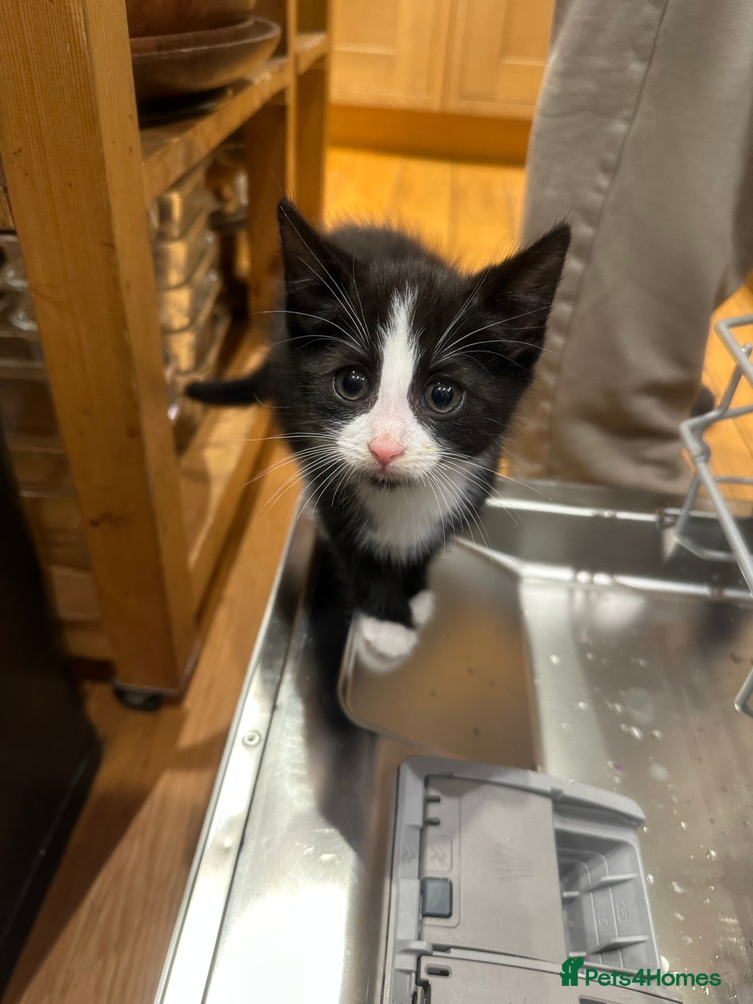 Mixed Breed cats for sale: 1 girl and 1 boy ready now - Advert 2