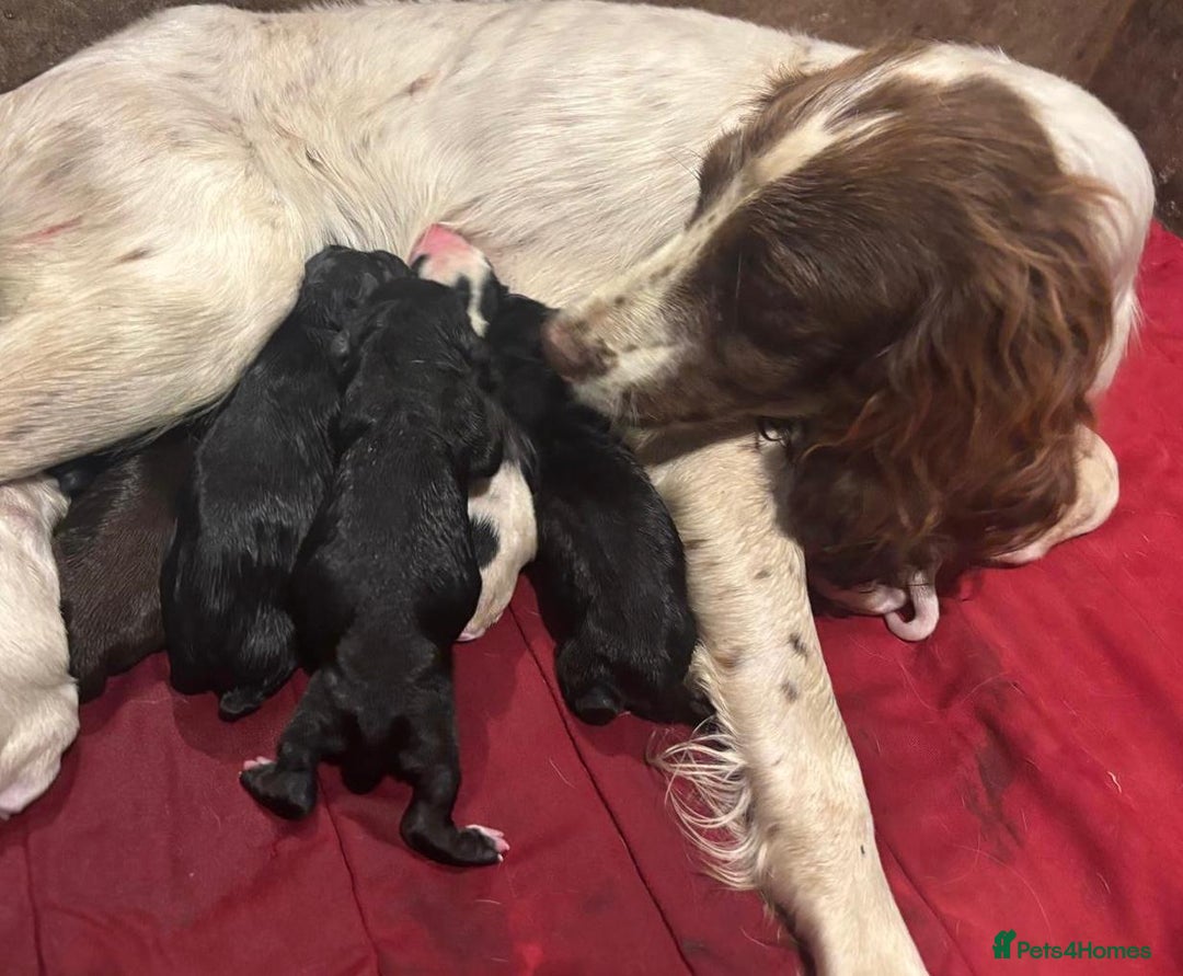 Sprocker dogs for sale: Sprocker ready to steal your heart & your slippers - Image 9