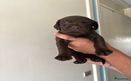 Labrador Retriever dogs for sale: Labrador puppies for sale Kent - Image 15